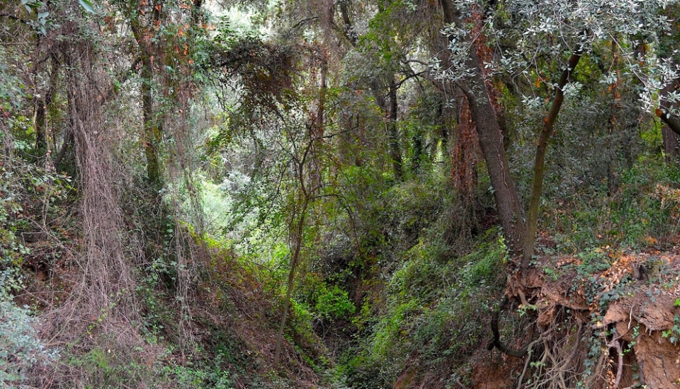 Itinerari: El bosc de Santiga .04/10/2015. Foto: Jordi Guillamón