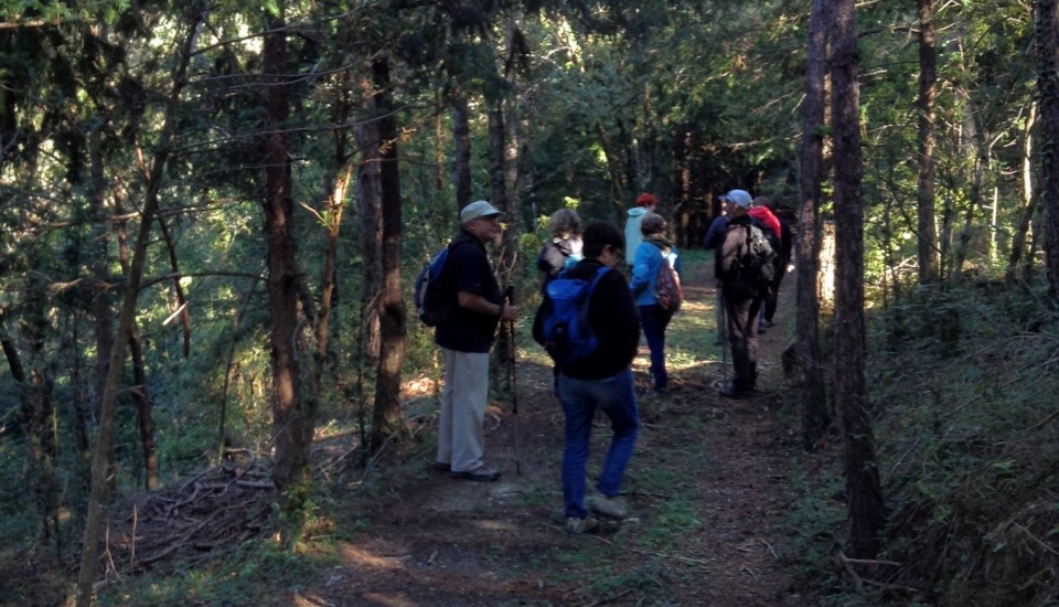 Itinerari: Boscos de Teix .10/10/2015. Foto: Miquel Alemany