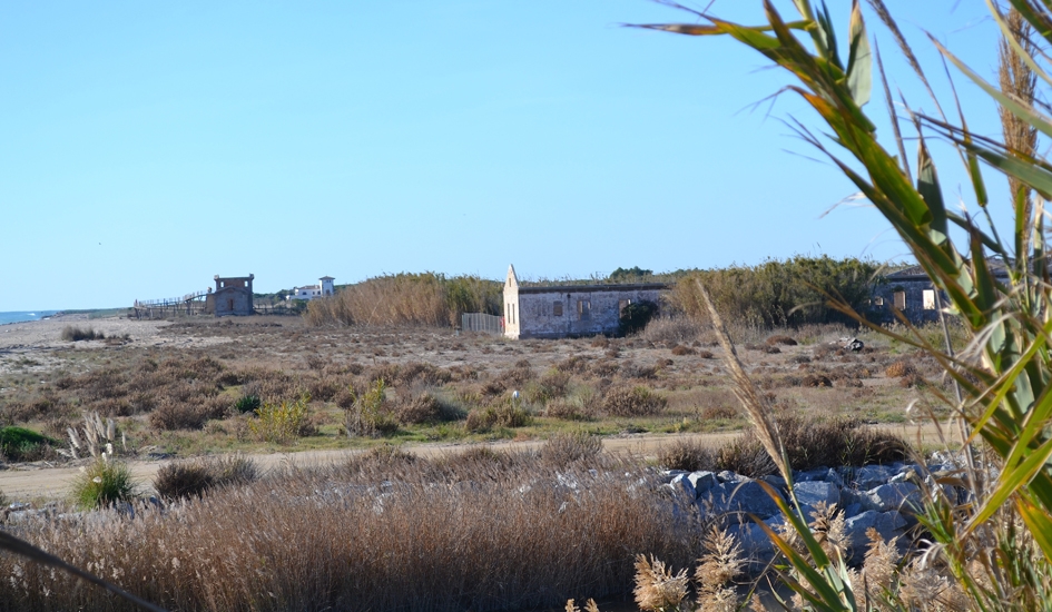 Itinerari: De l'horta a la platja. Delta del Llobregat. 29/11/2015. Foto: Jordi Guillamón